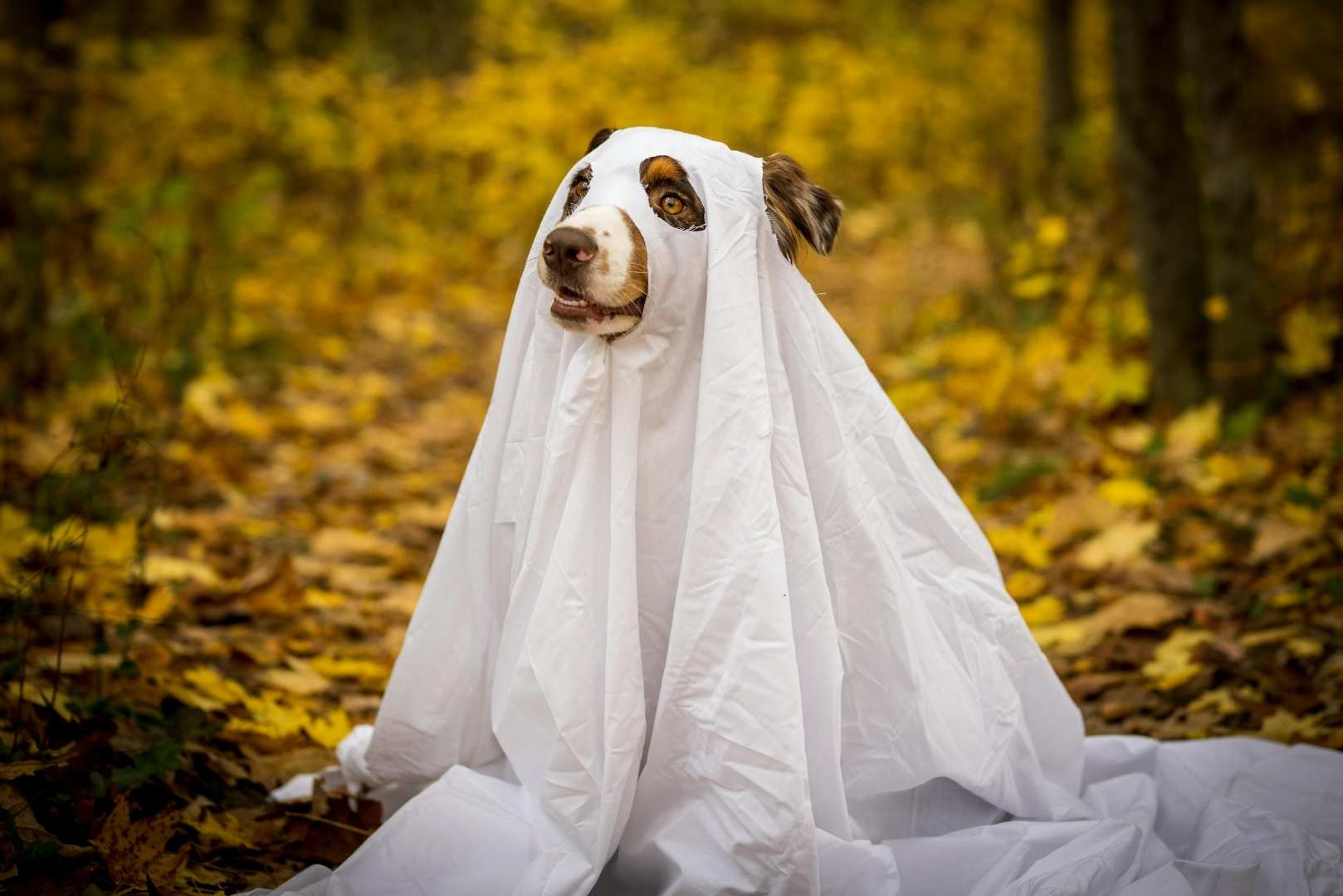 A dog wearing a white sheet as a ghost costume sits in a forest with yellow and orange autumn leaves on the ground.